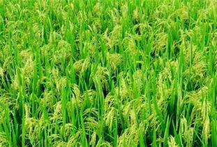 全國各個(gè)地區(qū)主要農(nóng)作物大盤點(diǎn)