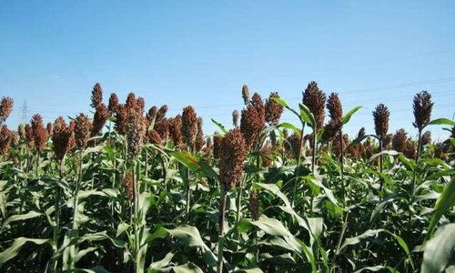 來(lái)自農(nóng)村的 假甘蔗 ,味道比甘蔗還甘甜,北方人的最愛(ài)