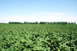 農(nóng)業(yè)專家 想要投資農(nóng)業(yè) 先來學(xué)學(xué)農(nóng)業(yè)知識