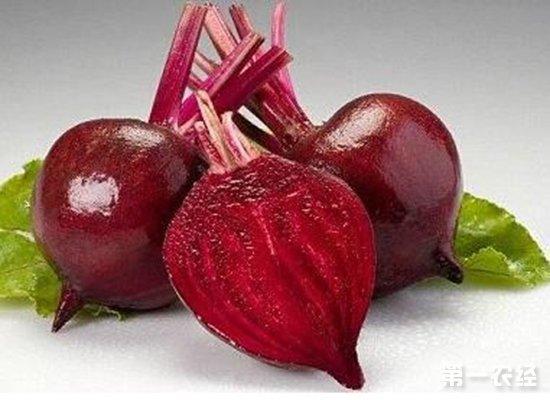 糖用甜菜是甘蔗以外的一個主要糖來源,也是中國主要糖料作物之一