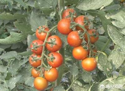 種植蔬菜時(shí)噴糖到底有沒有用?哪些蔬菜可以噴糖?